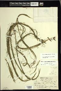 Schoenoplectus subterminalis image