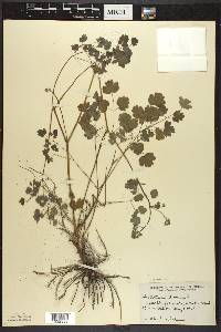 Thalictrum dioicum image