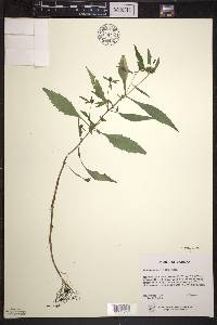 Bidens tripartita image