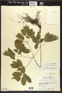 Caulophyllum thalictroides image