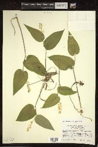 Maianthemum canadense var. interius image