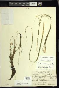 Schoenoplectus subterminalis image