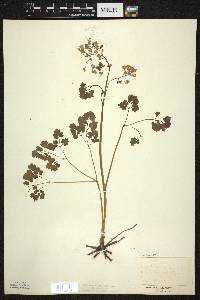 Thalictrum dioicum image