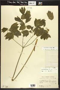 Caulophyllum thalictroides image