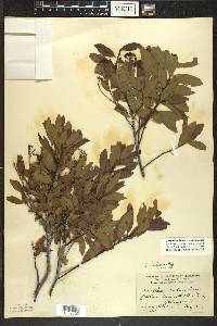 Ceanothus herbaceus image