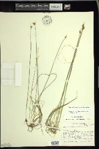 Schoenoplectus subterminalis image