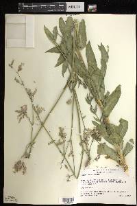 Silene csereii image