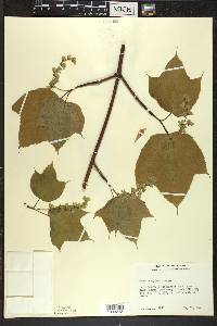 Acer pensylvanicum image