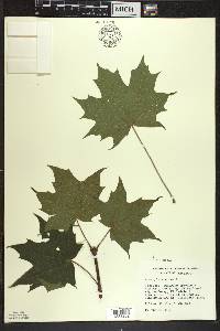 Acer platanoides image