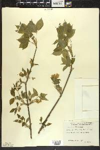 Staphylea trifolia image