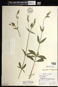 Silene latifolia image