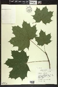 Acer platanoides image