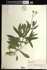 Silene csereii image