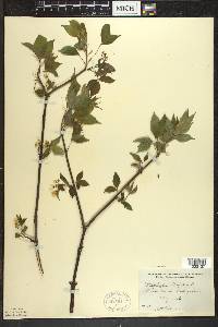 Staphylea trifolia image