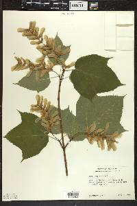 Acer pensylvanicum image