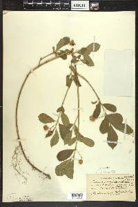 Euonymus obovatus image