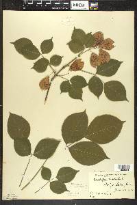 Staphylea trifolia image