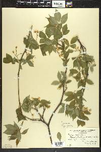 Staphylea trifolia image