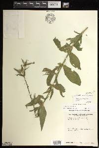 Silene noctiflora image