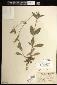 Silene latifolia image