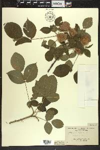 Staphylea trifolia image