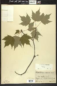 Acer rubrum var. rubrum image