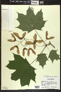 Acer platanoides image