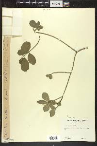 Euonymus obovatus image