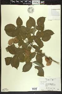 Staphylea trifolia image