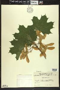 Acer platanoides image