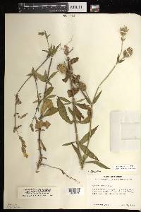 Silene latifolia image