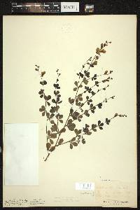 Baptisia tinctoria image