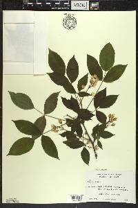 Staphylea trifolia image