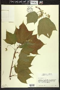 Acer pensylvanicum image