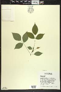 Staphylea trifolia image