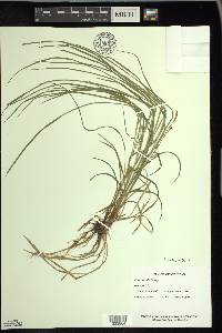 Carex woodii image