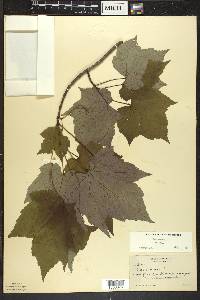 Acer rubrum var. rubrum image