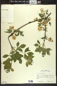 Staphylea trifolia image