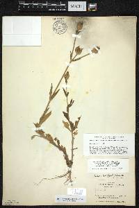 Silene latifolia image