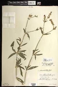 Silene latifolia image