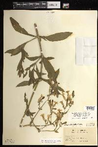 Silene latifolia image