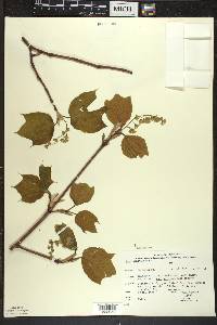 Acer pensylvanicum image