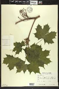 Acer platanoides image