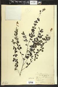 Baptisia tinctoria image