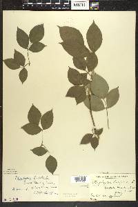 Staphylea trifolia image