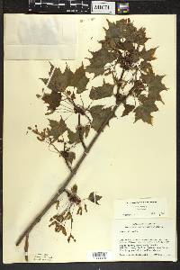 Acer rubrum var. rubrum image