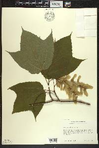 Acer pensylvanicum image