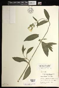 Silene latifolia image