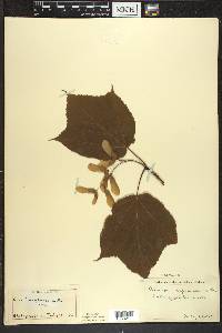 Acer pensylvanicum image