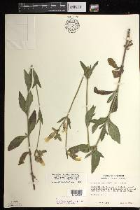 Silene latifolia image